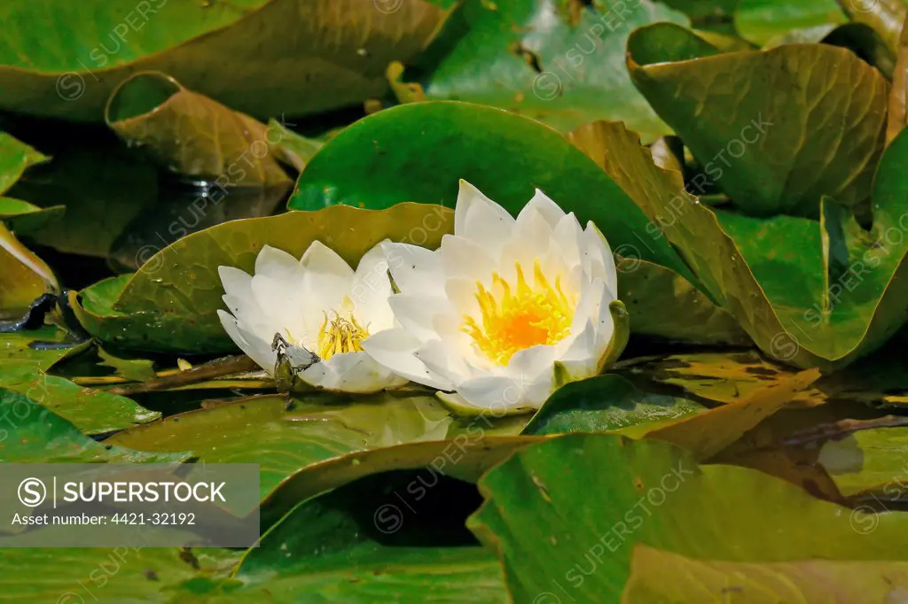White Waterlily (Nymphea alba) flowering, West Sussex, England, july