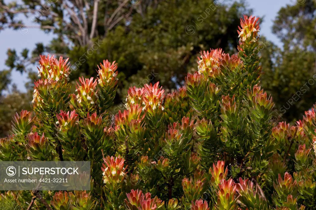 Common Pagoda (Mimetes cucullatus) flowering, in fynbos, Western Cape, South Africa