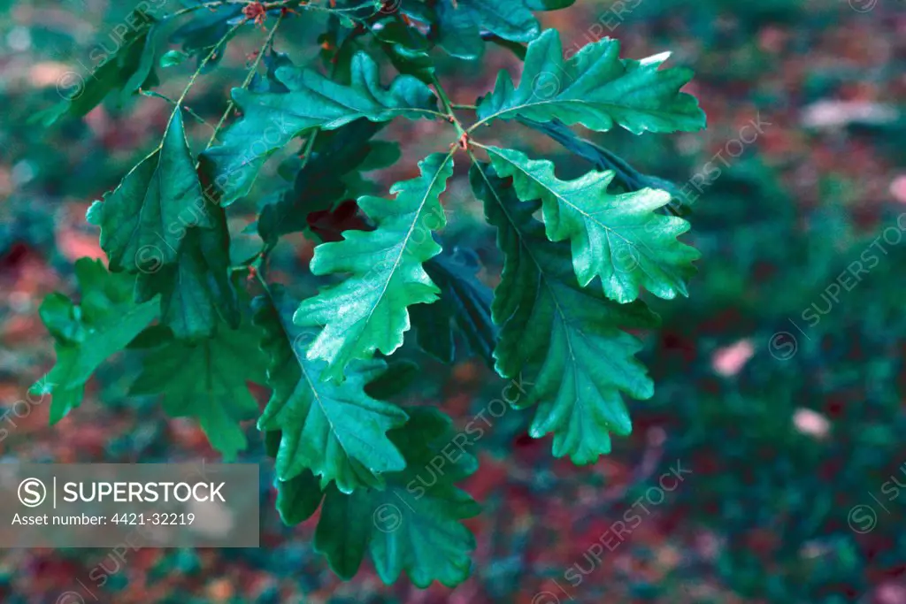 Quercus frainetto  Leaf, upper, May