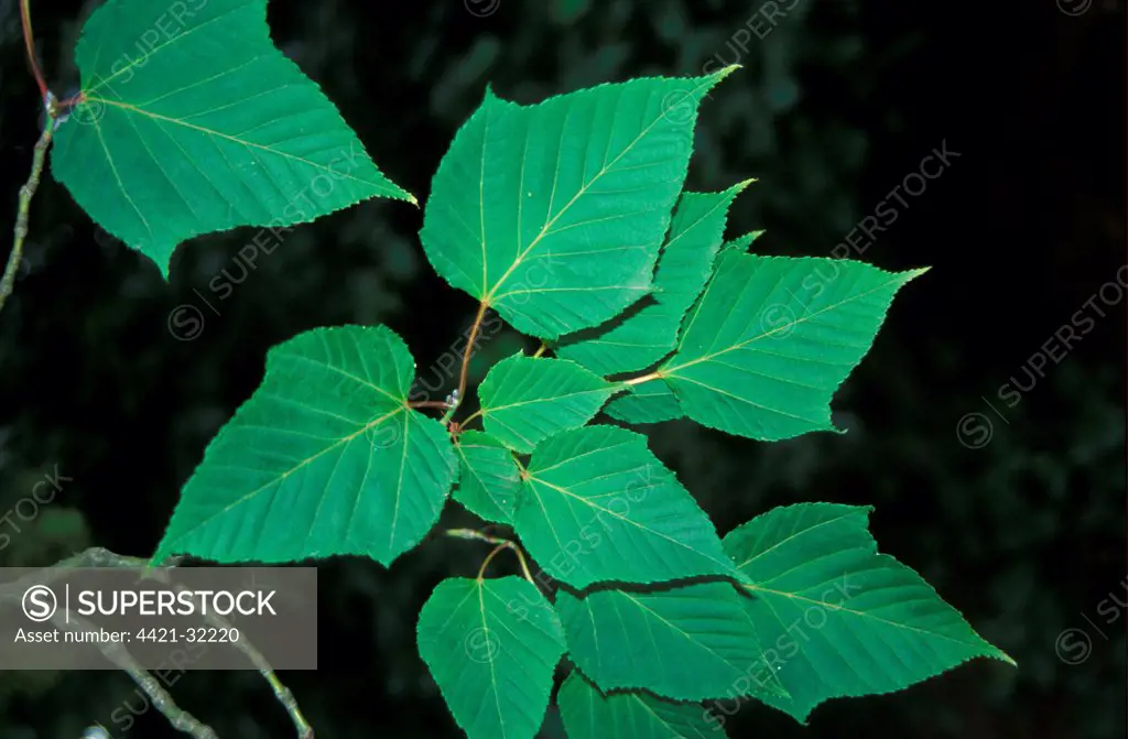 Acer capillipes  Leaf/upper