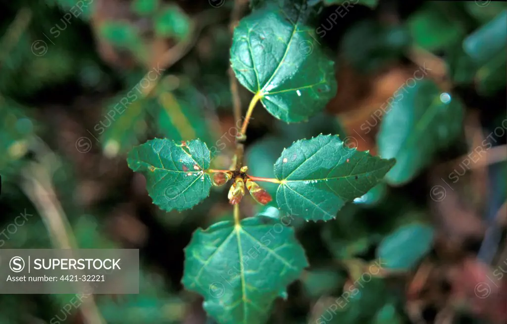 Acer obtusifolium  Leaf