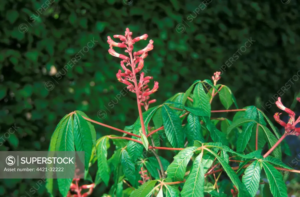 Aesculus pavia  Leaf, flower