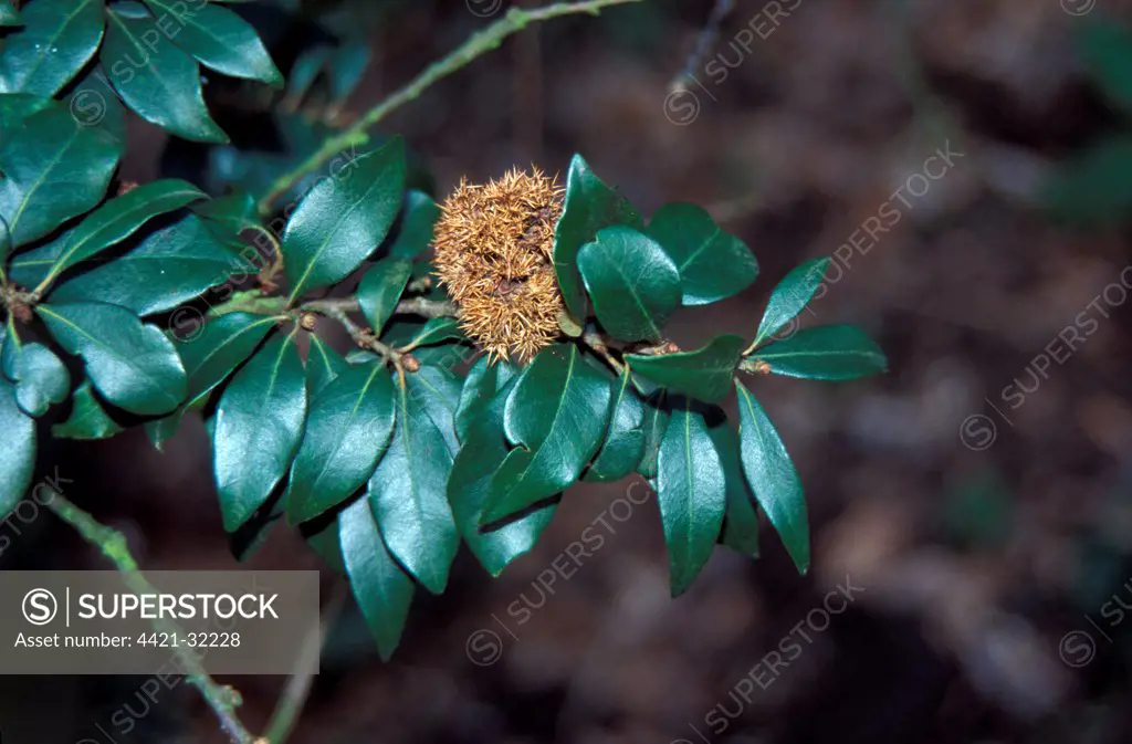 Chrysolepis chrysophylla Leaf/upper