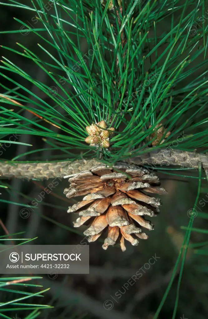 Pinus tabuliformis  Leaf, male flower and fruit
