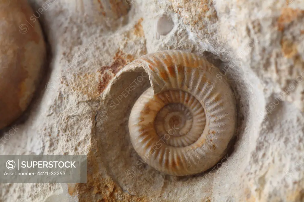 Fossil Ammonite (Garantiana sp.), from Freshwater Bay, Dorset, England