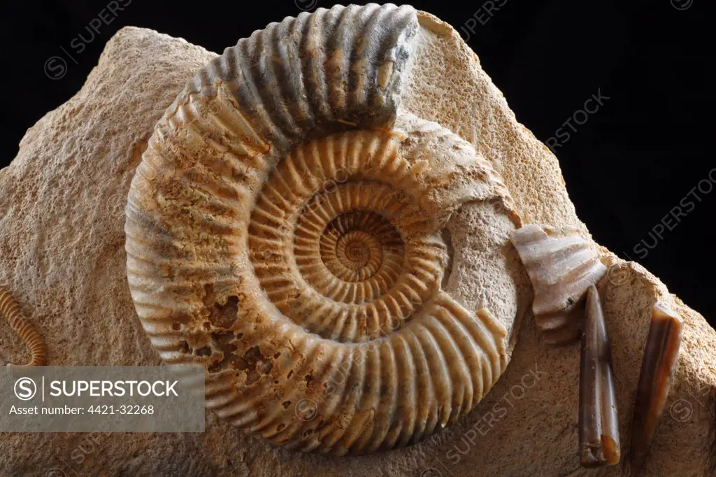 Fossil Ammonite (Parkinsonia dorsetensis) from Freshwater Bay, Dorset, England