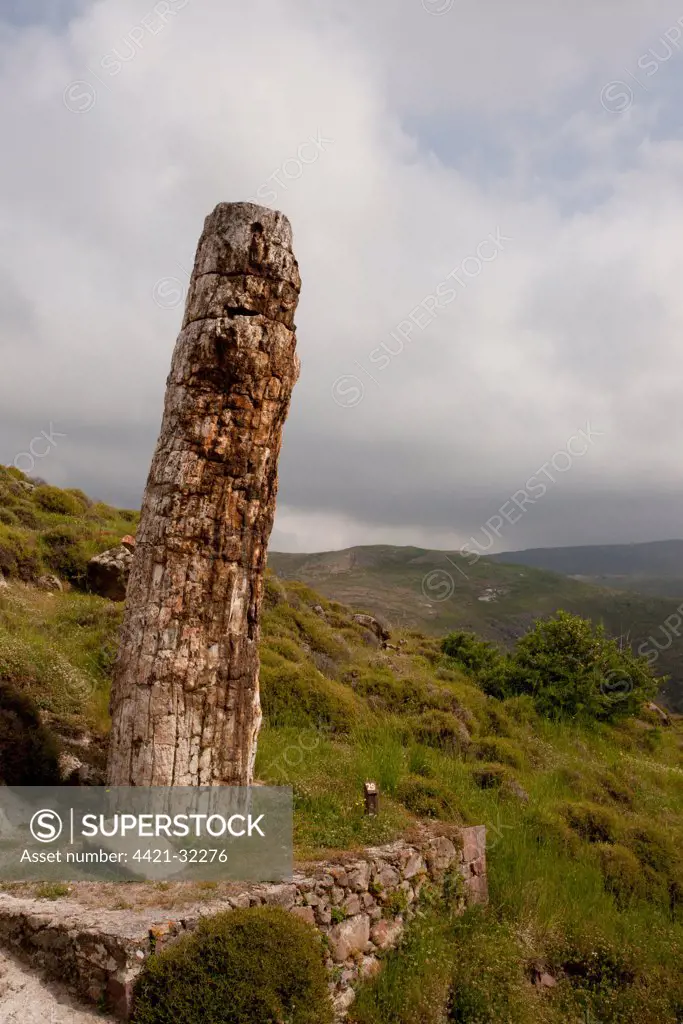 Petrified wood, standing fossilized tree (re-erected), caused by volcanic eruption 20 million years ago, Petrified Forest, West Lesvos, Greece, april