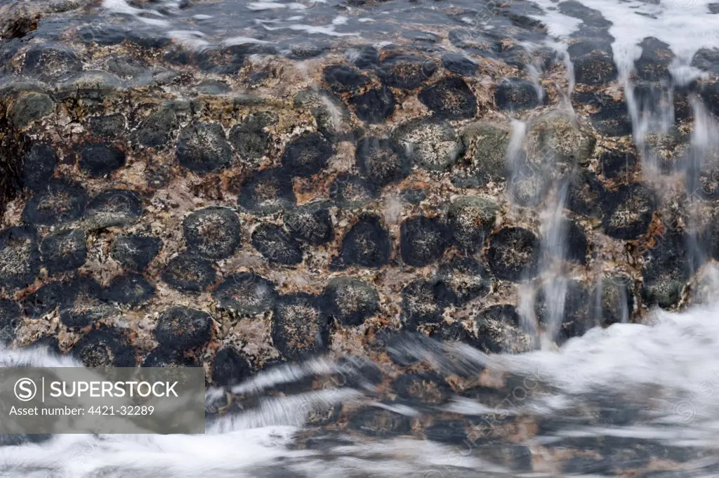 'Granito Orbicular' orbicular granite rock, Pacific Coast, Santuario de la Naturaleza, Rodillo, Atacama Region, Chile