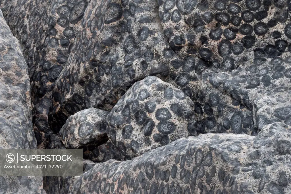 'Granito Orbicular' orbicular granite rock, Pacific Coast, Santuario de la Naturaleza, Rodillo, Atacama Region, Chile