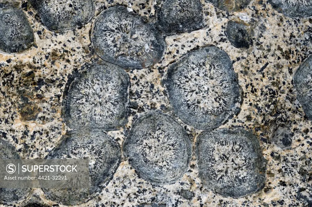 Close-up of 'Granito Orbicular' orbicular granite rock, Pacific Coast, Santuario de la Naturaleza, Rodillo, Atacama Region, Chile