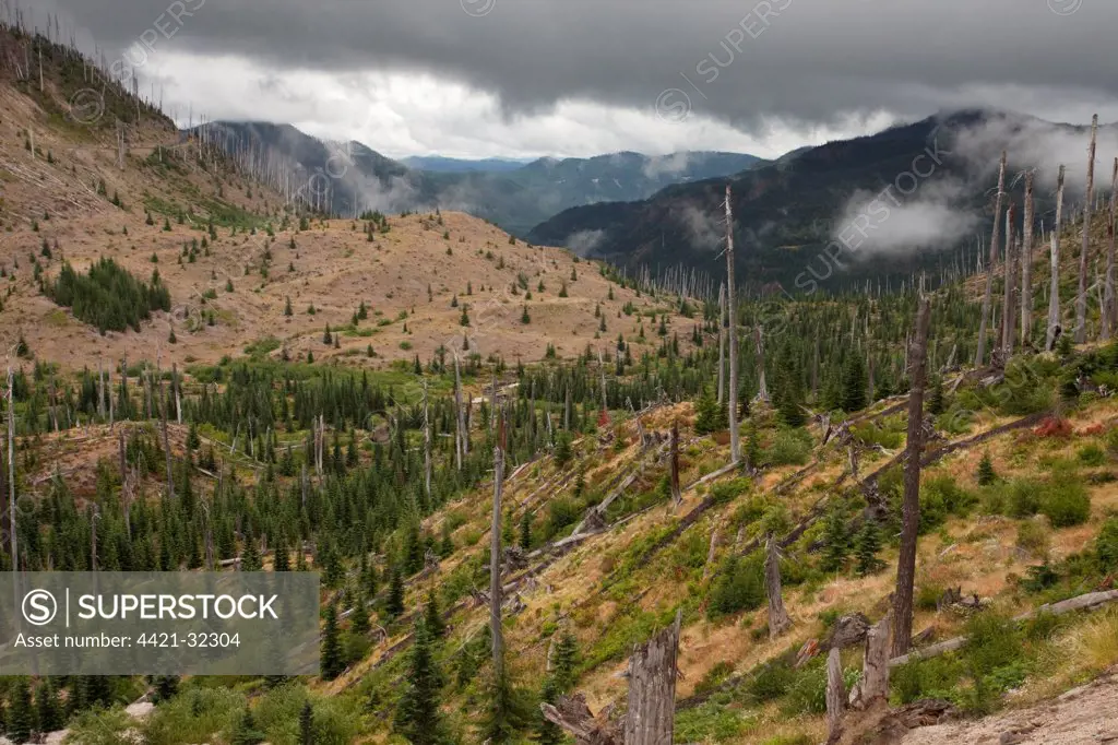 View of burnt coniferous forest habitat, regenerating following eruption, Mount St. Helens N.P., Washington, U.S.A.