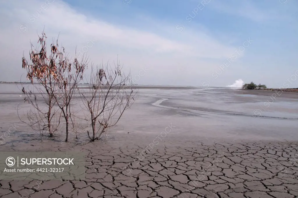 Tops of trees and dried mud in mud lake of mud volcano, environmental disaster which developed after drilling incident, Porong Sidoarjo, near Surabaya, East Java, Indonesia