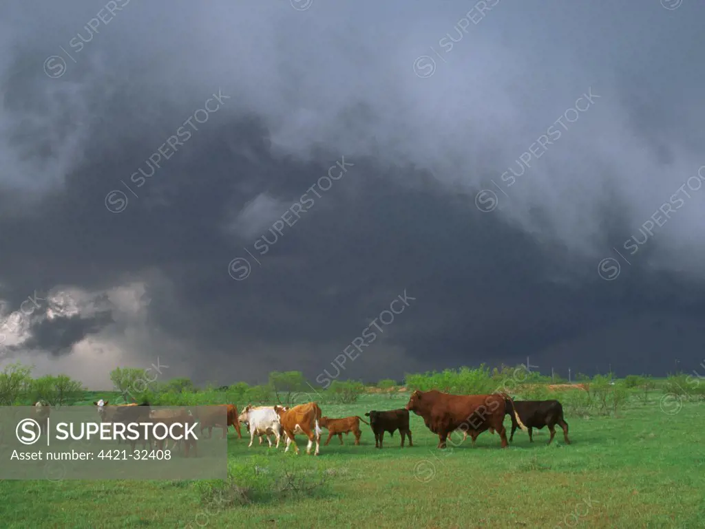 Stormy sky, Tornadic supercell thunderstorm moves over farmland and livestock, Oklahoma, U.S.A., 17 April 1995