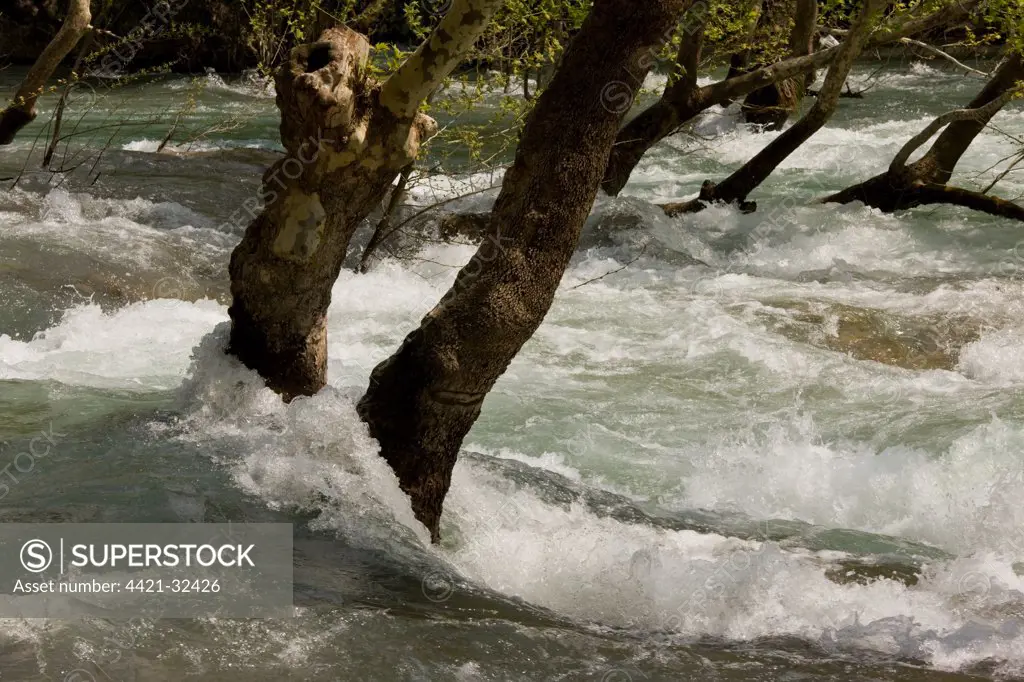 River in flood, with Oriental Plane (Platanus orientalis) trees, River Manavgat, Manavgat River Valley, Taurus Mountains, Anatolia, Turkey