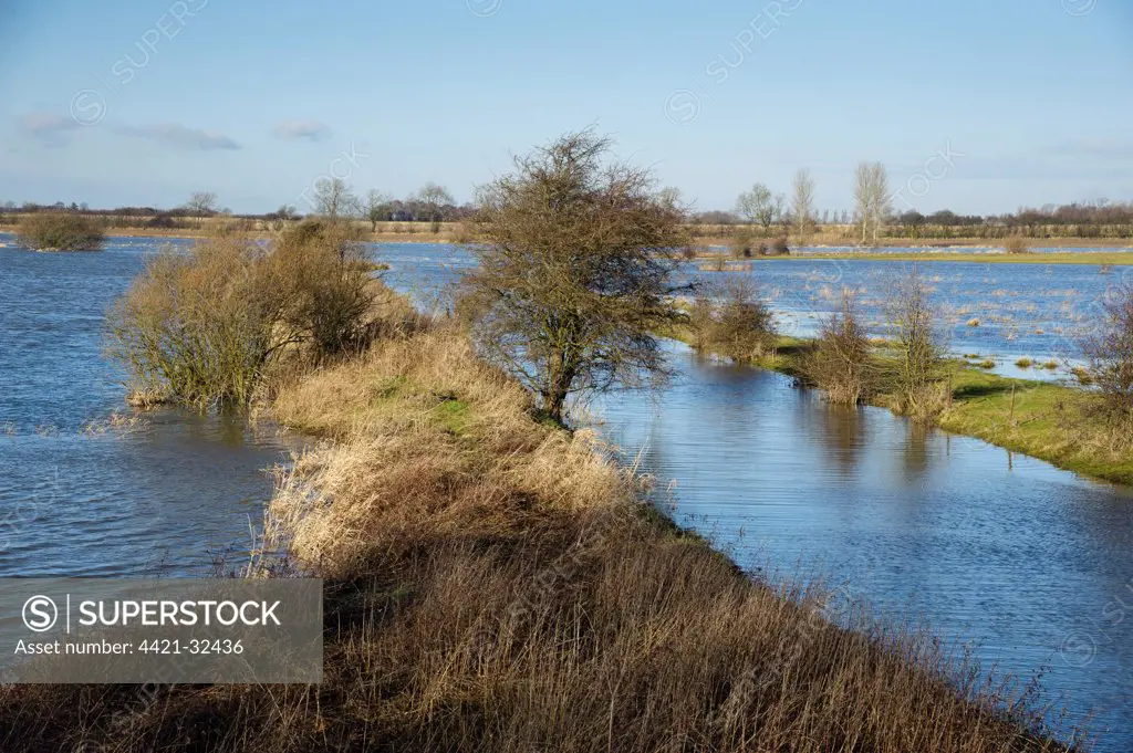 View of river flooding farmland, River Derwent, Bubwith, Selby, East Riding of Yorkshire, England, january
