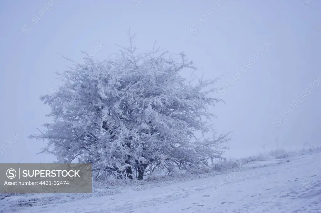 Tree covered in hoar frost, with thick fog over low lying marshland, Worlaby Carr, North Lincolnshire, England, december