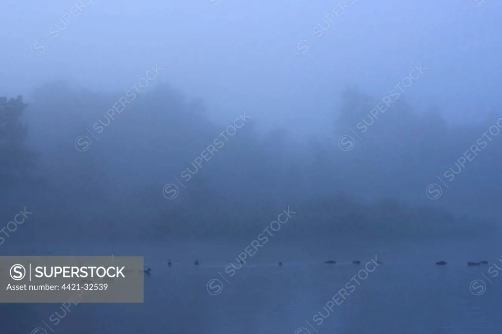 Ducks on mist shrouded broadland habitat, Cockshoot Broad, River Bure, The Broads N.P., Norfolk, England, september