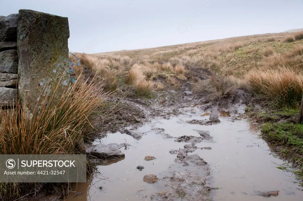 Soil damage by quad bike and puddle in gateway on moorland, England, march