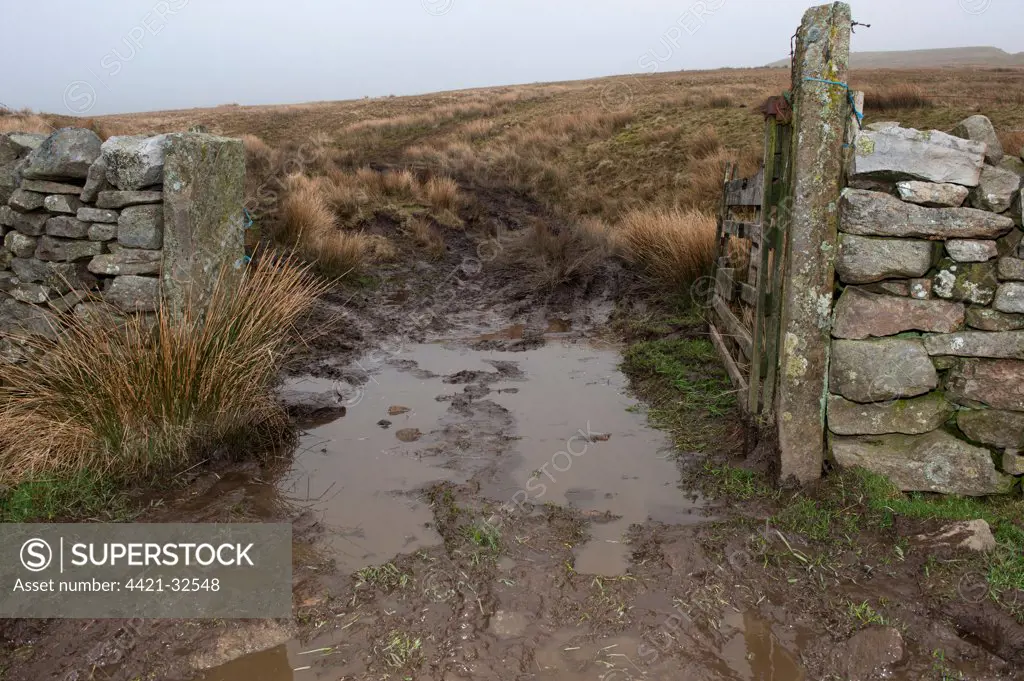 Soil damage by quad bike and puddle in gateway on moorland, England, march
