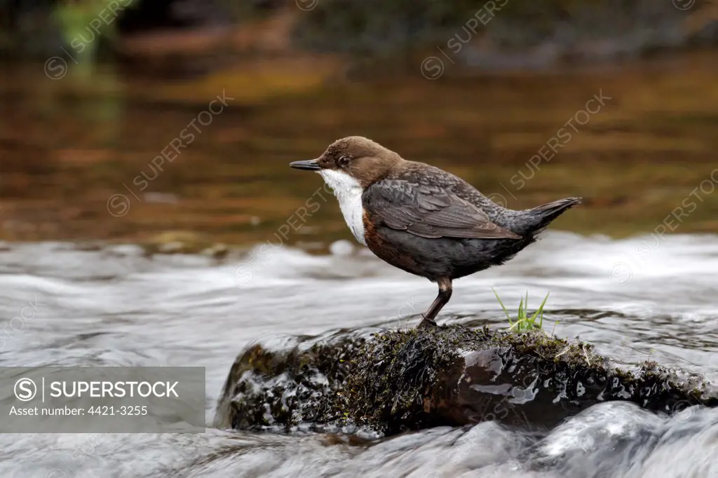 White-throated Dipper (Cinclus cinclus gularis) adult, standing on rock in stream, Powys, Wales, april