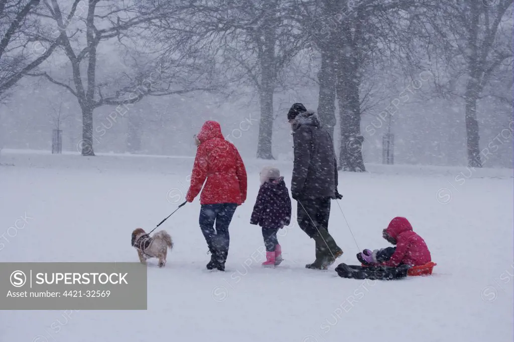 Family with dog and sledge, returning home after sledgling in blizzard conditions, Christchurch Park, Ipswich, Suffolk, England, january 2010