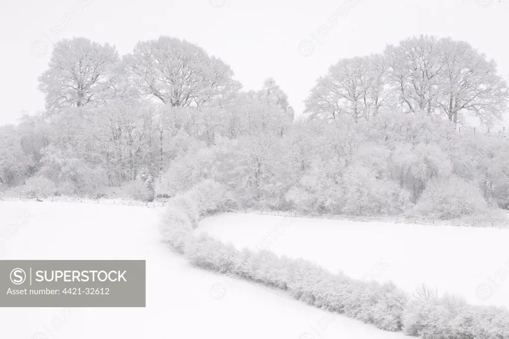 Trees, hedges and fields after heavy snow, near Llanidloes, Powys, Wales, winter