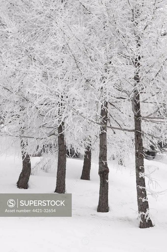 Snow covered trees in woodland, Sestriere, Alps, Italy, march