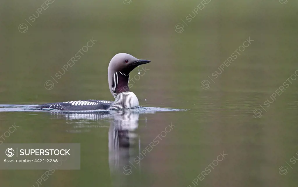 Black-throated Diver (Gavia arctica) adult, swimming on lake, Finland