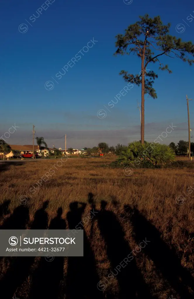 Sunlight Shadows of people watching a Bald Eagle