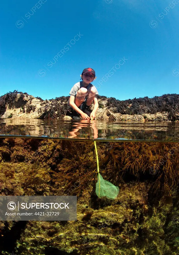 Boy rockpooling in coastal rockpools, with net underwater, Harlyn Bay, Cornwall, England, july
