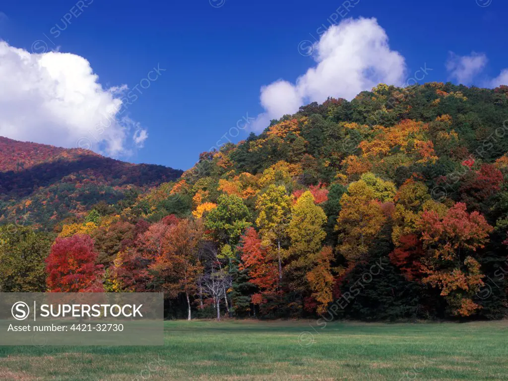 Autumn Fall/Autumn colour at Cades Cove, Gt. Smoky Mts. NP. Red & White Oak,  Sugar Maple
