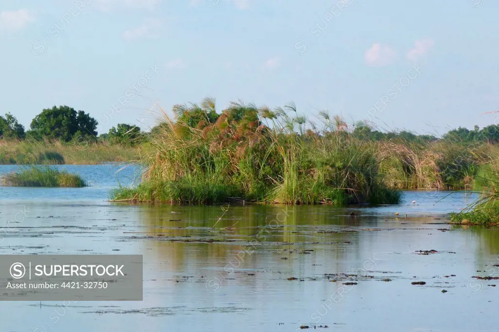 View of wetland habitat with Papyrus Sedge (Cyperus papyrus), Okavango Delta, Botswana