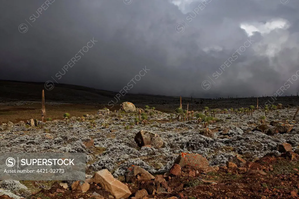 View of stormclouds over afro-alpine habitat, Sanetti Plateau, Bale Mountains N.P., Oromia, Ethiopia