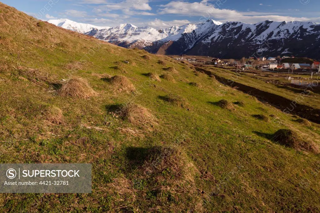 View of anthills in old alpine pasture habitat, near Gudauri, Great Caucasus, Georgia, spring
