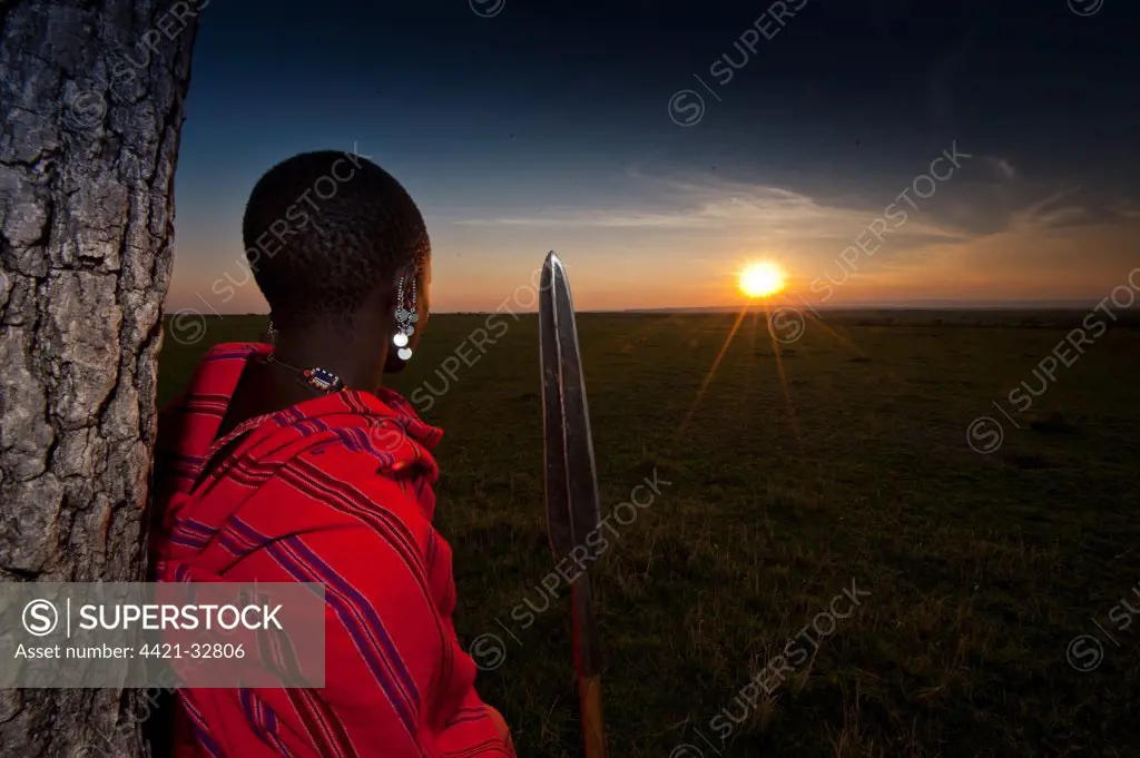Masai tribesman with spear, looking over grassland at sunset, Masai Mara, Kenya