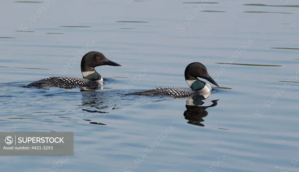 Great Northern Diver (Gavia immer) adult pair, summer plumage, swimming on lake, North Michigan, U.S.A., june