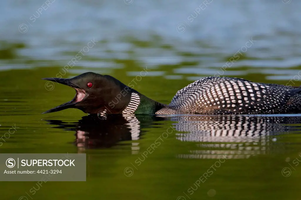 Great Northern Diver (Gavia immer) adult, summer plumage, calling, swimming on lake, North Michigan, U.S.A., june