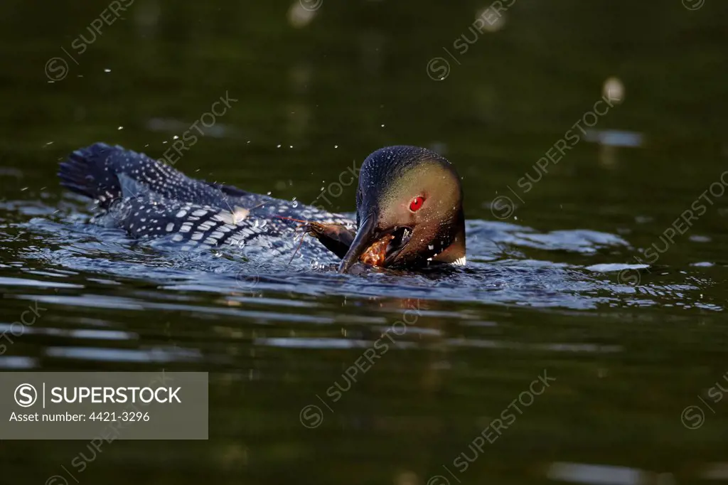 Great Northern Diver (Gavia immer) adult, summer plumage, feeding on crayfish, swimming on lake, North Michigan, U.S.A., june