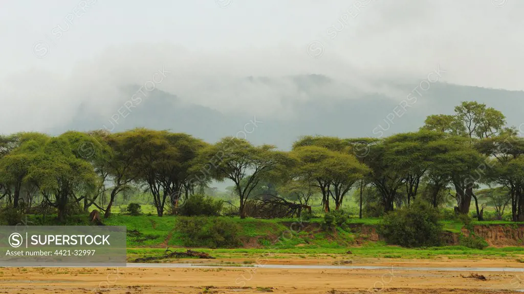 View of dry riverbed, trees and low cloud, Ruaha N.P., Tanzania