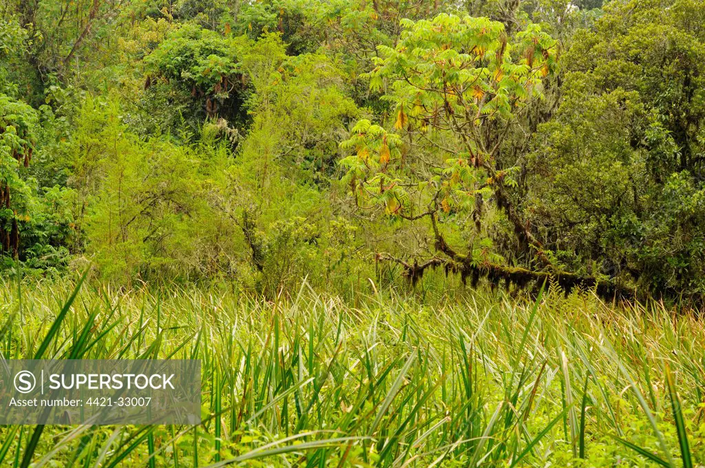 View of swamp in forest habitat, Kahuzi-Biega N.P., Kivu Region, Democratic Republic of Congo, november