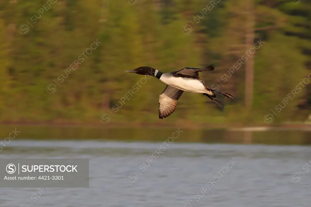 Great Northern Diver (Gavia immer) adult, summer plumage, in flight, landing on lake, North Michigan, U.S.A., june