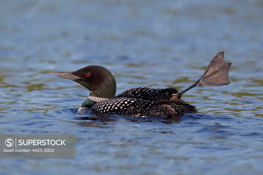 Great Northern Diver (Gavia immer) adult, summer plumage, stretching leg on lake, North Michigan, U.S.A., june