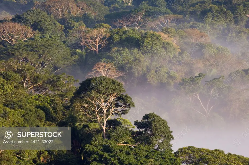 View over mist shrouded lowland rainforest habitat, Soberania N.P., Panama