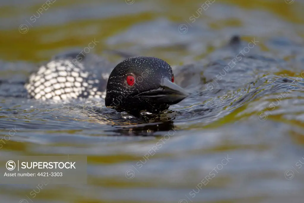 Great Northern Diver (Gavia immer) adult, summer plumage, swimming low in water on lake, North Michigan, U.S.A., june