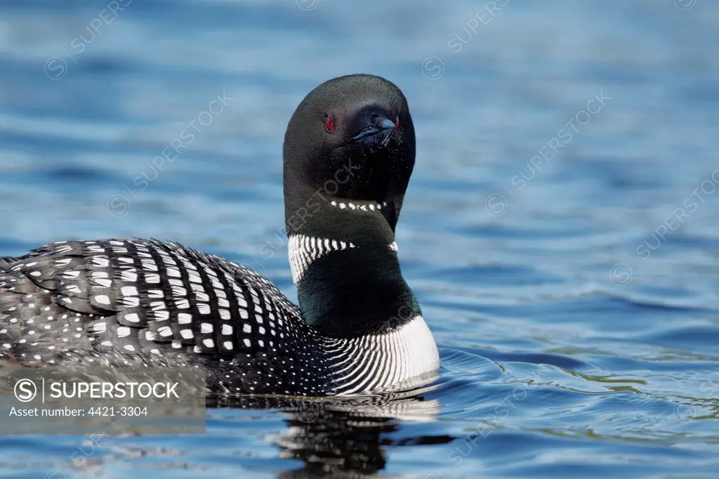 Great Northern Diver (Gavia immer) adult, summer plumage, swimming on lake, North Michigan, U.S.A., june