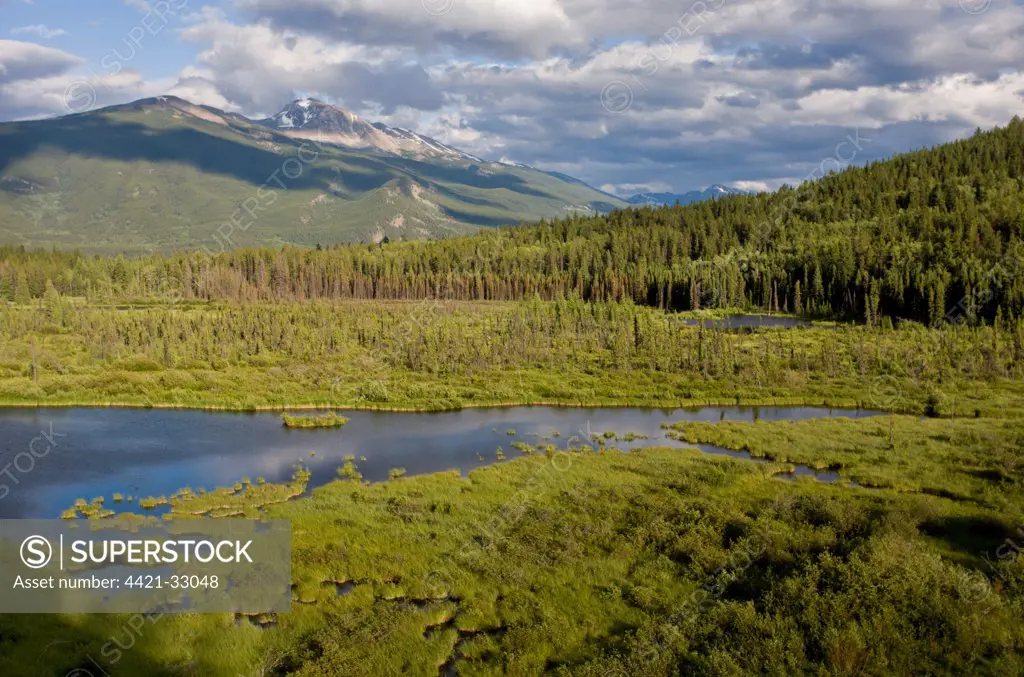 View of lake and bog habitat, Cottonwood Slough, Jasper N.P., Rocky Mountains, Alberta, Canada, july
