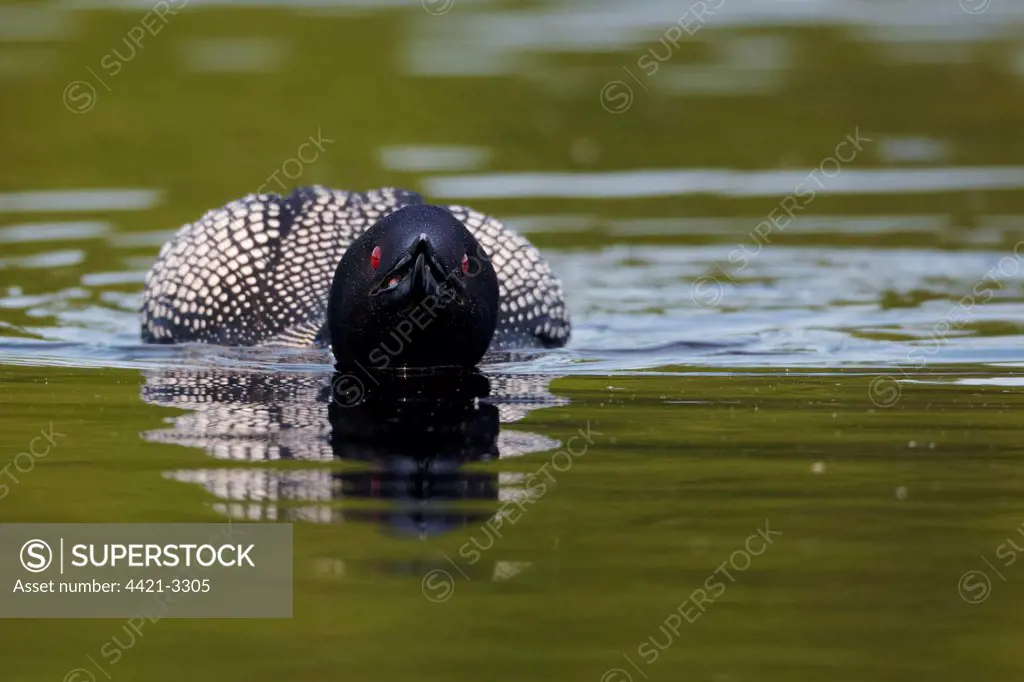 Great Northern Diver (Gavia immer) adult, summer plumage, with beak open, swimming on lake, North Michigan, U.S.A., june