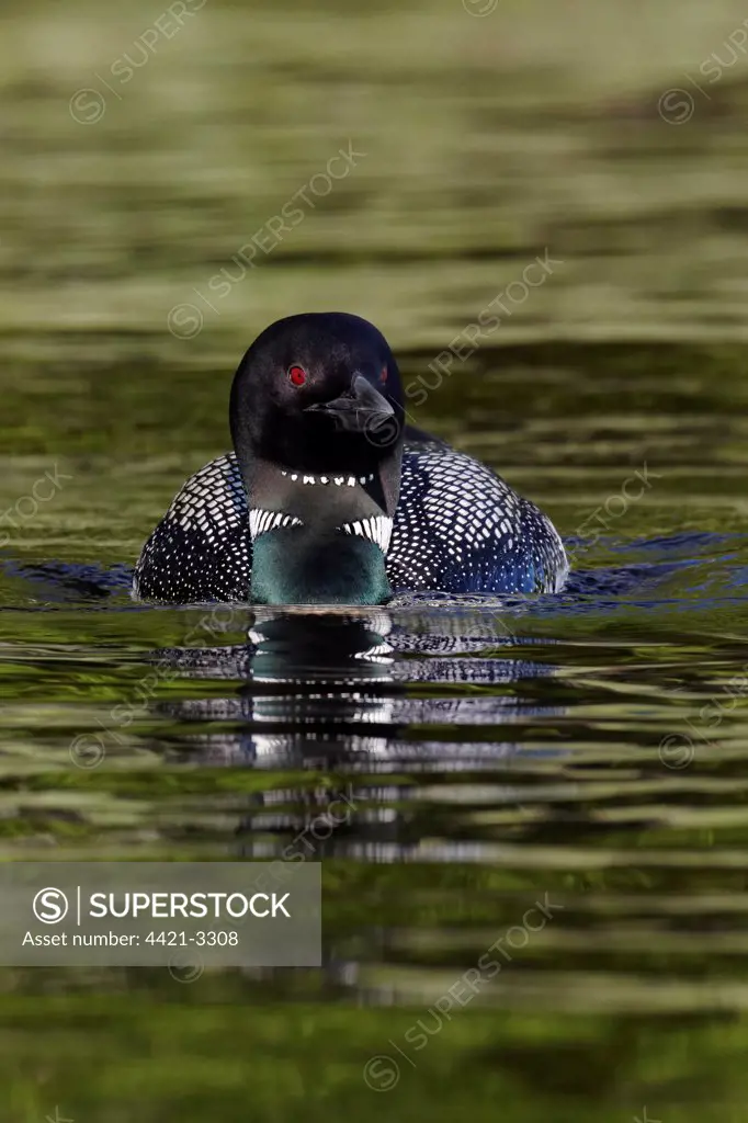 Great Northern Diver (Gavia immer) adult, summer plumage, swimming on lake, North Michigan, U.S.A., june