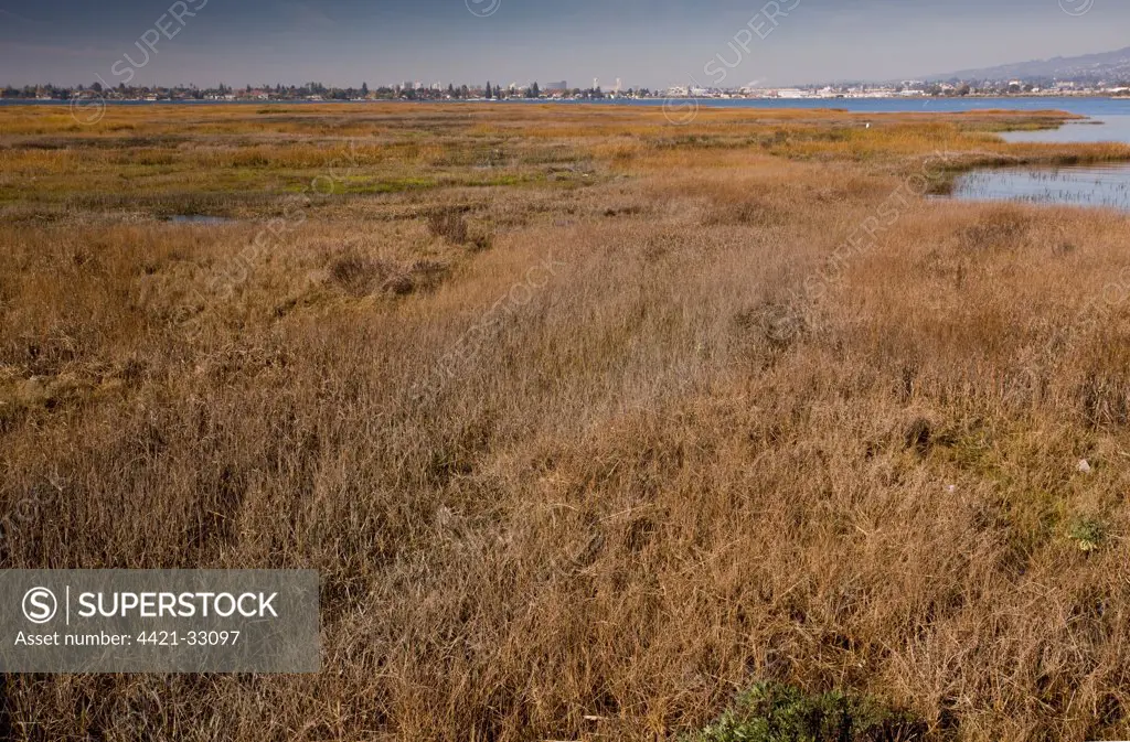 View of saltmarsh and lagoon habitat, Arrowhead Marsh, Martin Luther King Park, East Bay, Oakland, California, U.S.A.