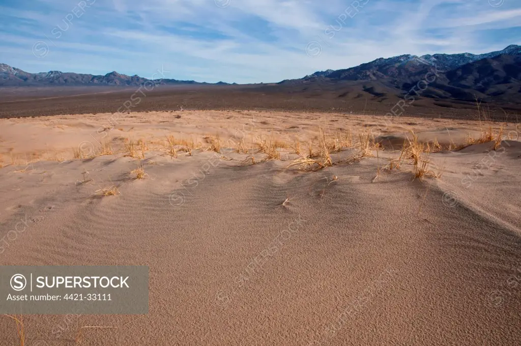 Desert sand dunes, Kelso Dunes, Mojave National Preserve, Mojave Desert, California, U.S.A., march